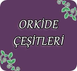Orkide Çeşitleri